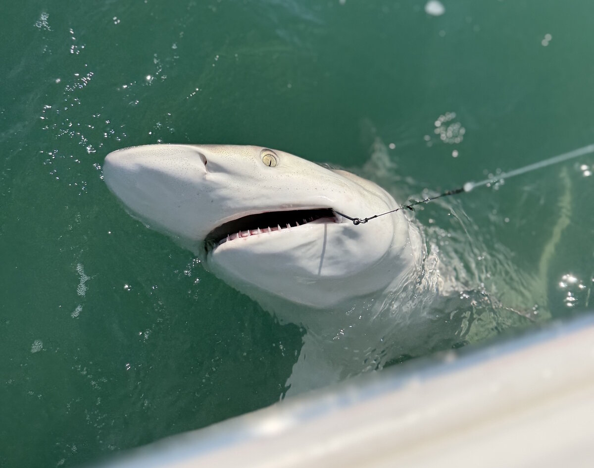Big Game Shark Fishing Full Day